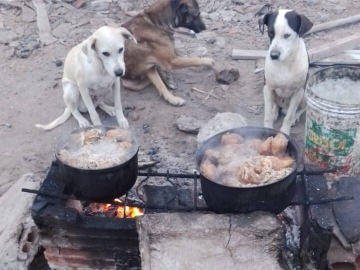 cuántos albergues para perros