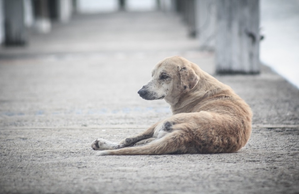 cuantos albergues para perros